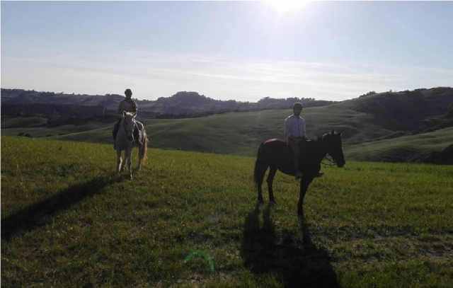  chevaux au soleil 