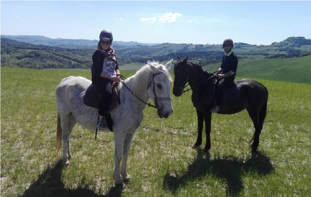  les chevaux blancs et bruns à Volterra 