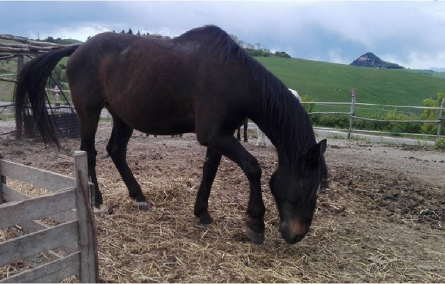  les chevaux de notre centre à Volterra 