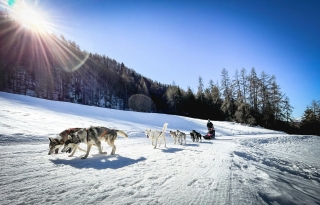 1 hour dog sledding in Millegrobbe