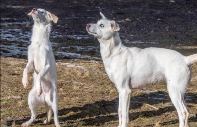 Nossos cães em LaVarone 
