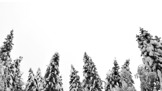 Snow-covered fir trees 