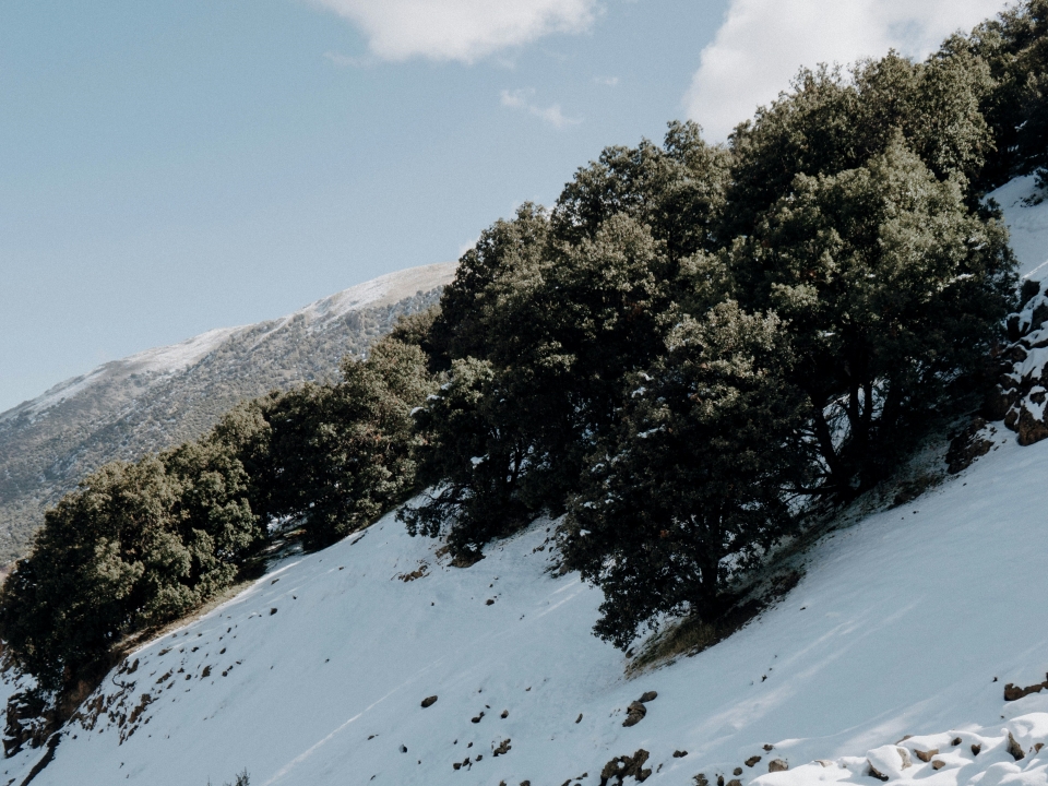 Abetone entre los bosques 