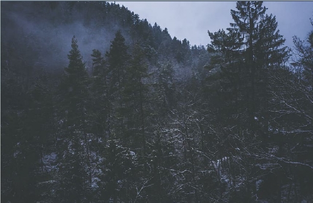 bosco di cretta di notte