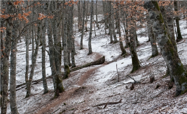  Waldlandschaft Richtung Campitellino 