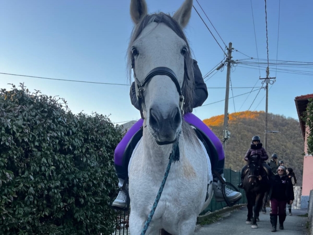  Nossos cavalos passeando