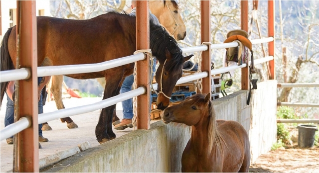  caballos amigables en rieti 