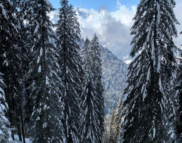  schneebedeckte Kiefern 