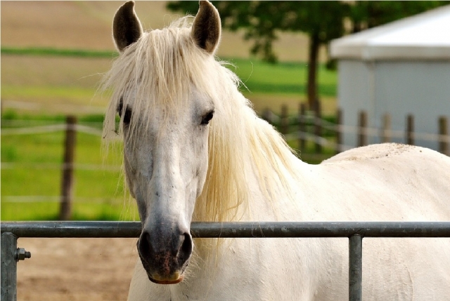  Pferd mit weißem Fell 