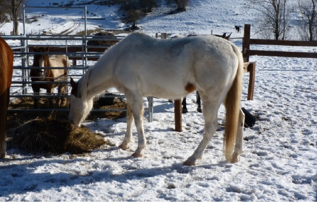 caballo en ovindoli 