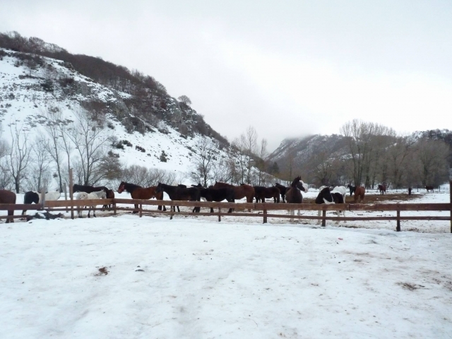  la escuela de equitación en invierno 