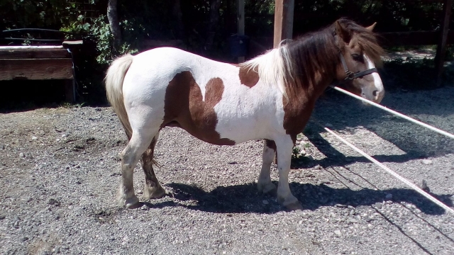 lindo caballo en ovindoli 