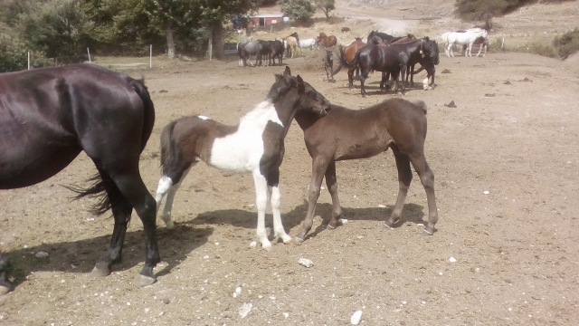  nuestros caballos llenos de amor en ovindoli 