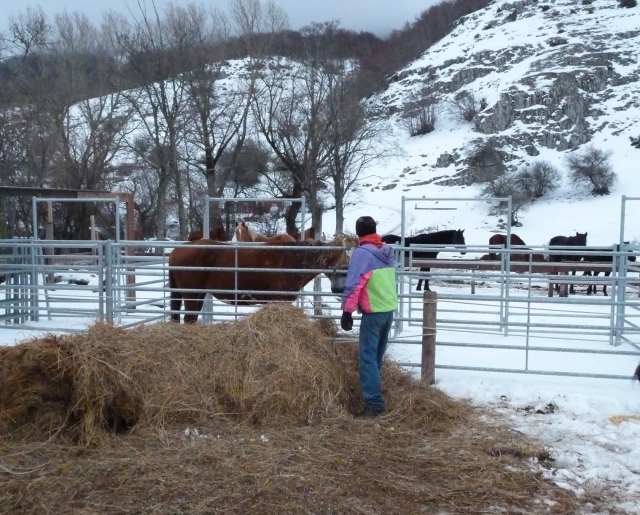  Winterpferde in Ovindoli 