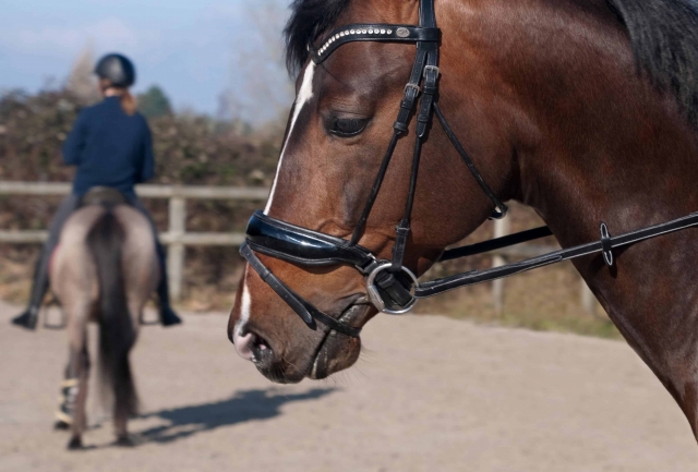  cours d'équitation à réserver 