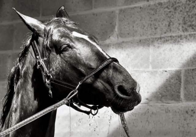  cheval noir et blanc préparé pour l'excursion 