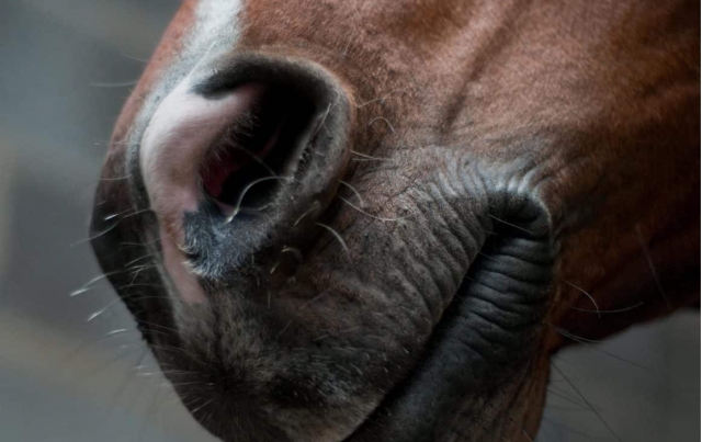  joli petit visage de cheval brun 