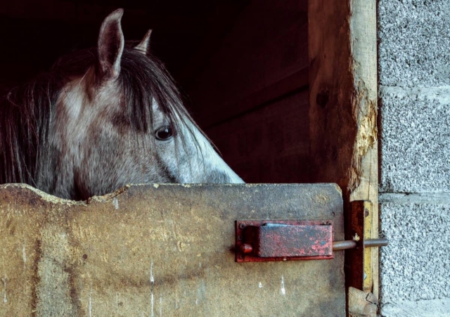 Pferde unserer Reitschule nach Rivello 