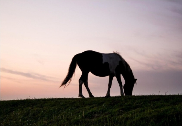  Pferd unserer Maratea-Reitschule 