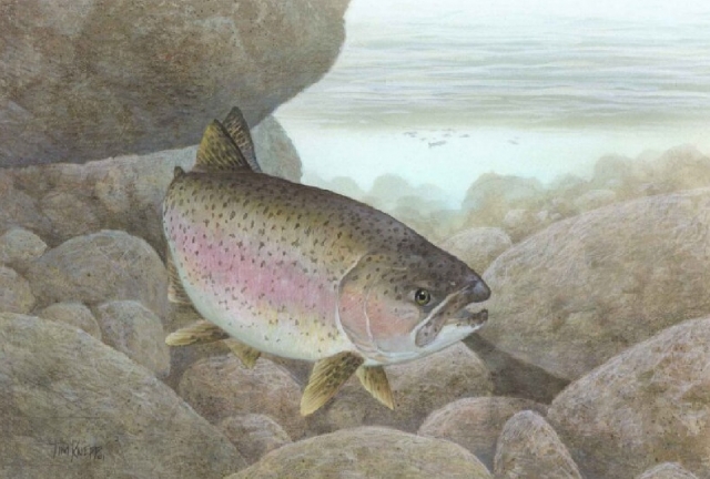 swimming trout 