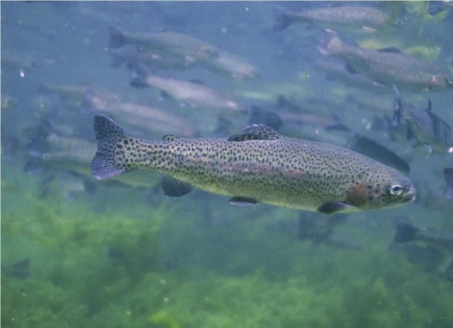  trout to take away 