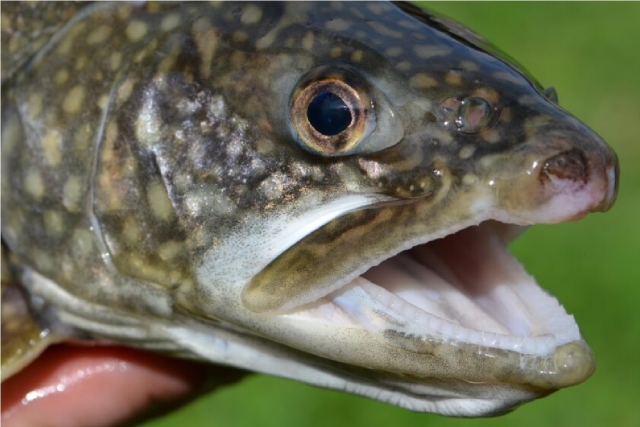  trout head 