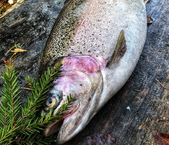  trout to cook after fishing 