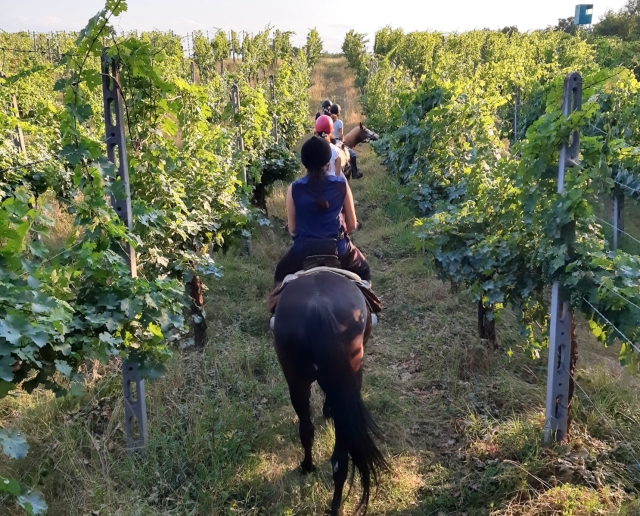 Conhecemos as vinhas da área de Salsomaggiore 