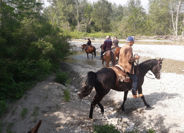  Cavalo atravessando a estrada em Parma 