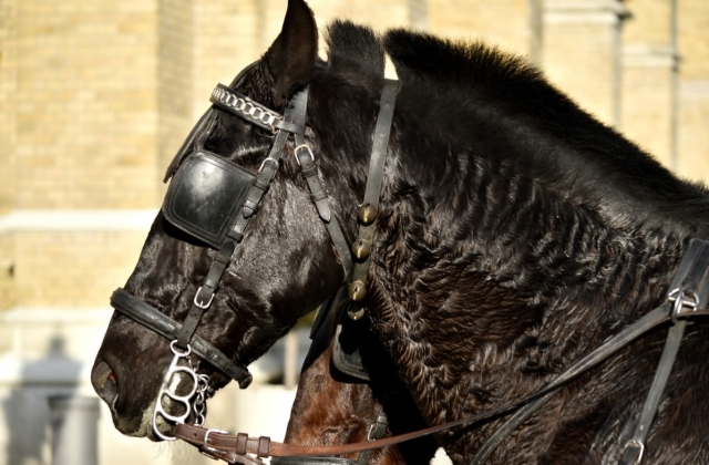  Murgese Black Horse 