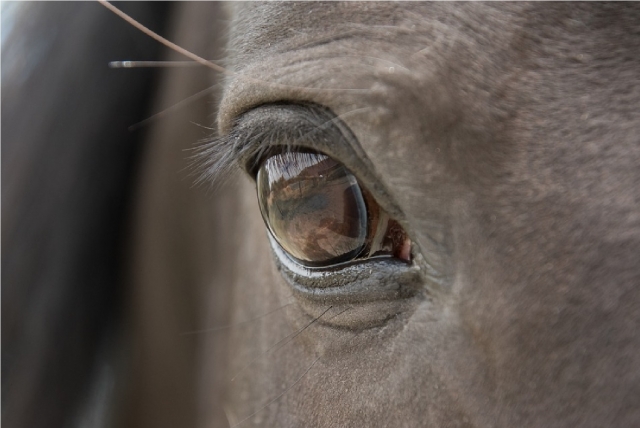  les yeux de l'âme d'un cheval 