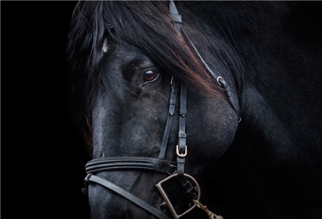  de nombreuses expériences avec ce cheval varisella 