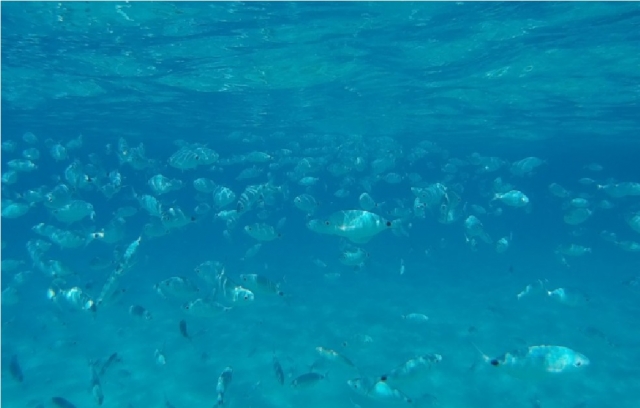  mira el pececito de tropea 