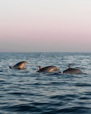 Tour al tramonto a Tabaccara con vista delfini 3h