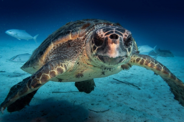  Caretta turtle 