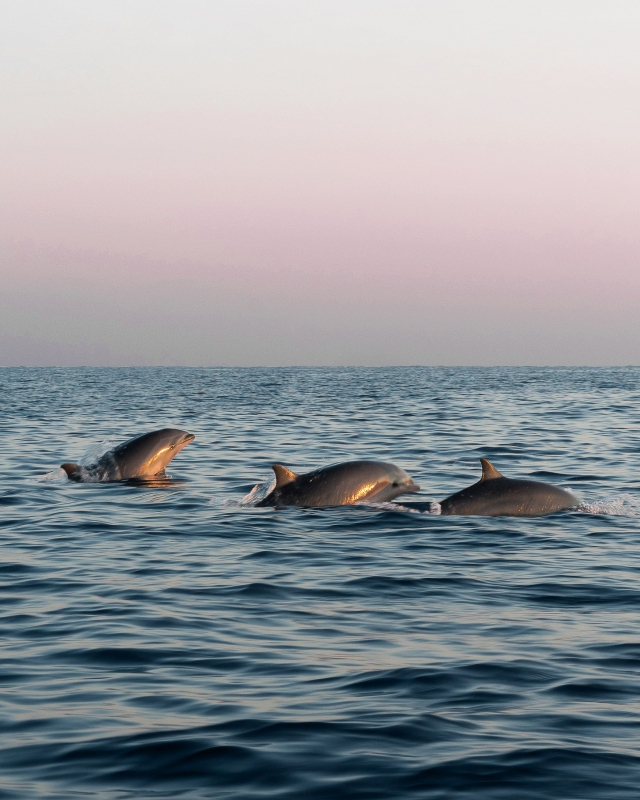 Tour al tramonto a Tabaccara con vista delfini 3h