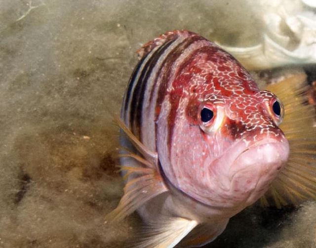  poissons à rencontrer au baptême 