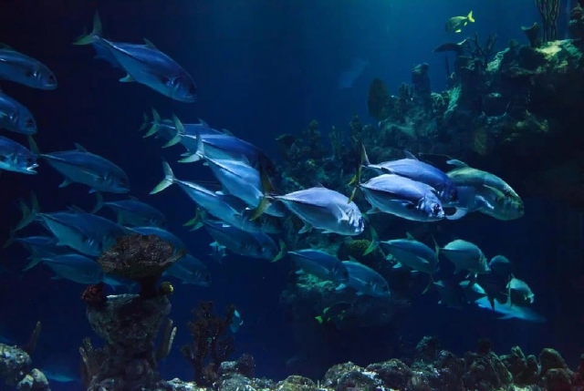  Peixe do mar de San Vito 