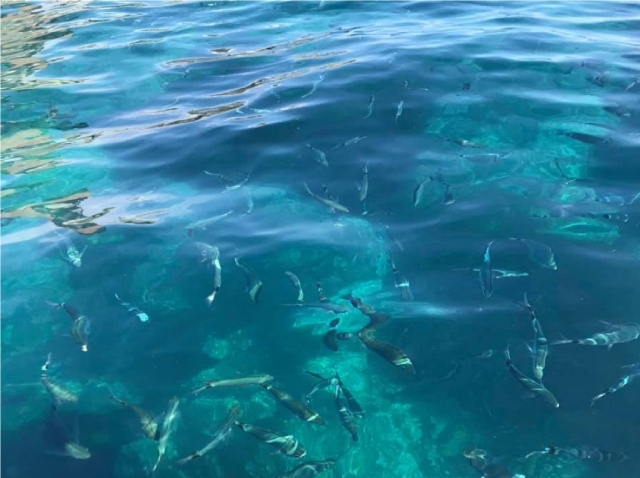  海洋动物群