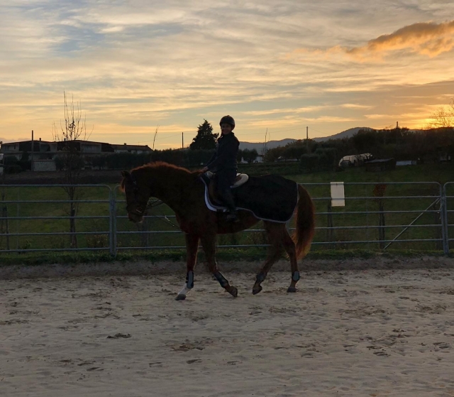  no cavalo na conta de torm 