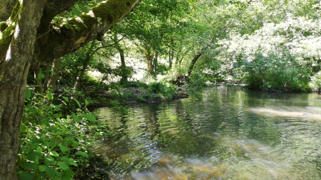  Faggeta 