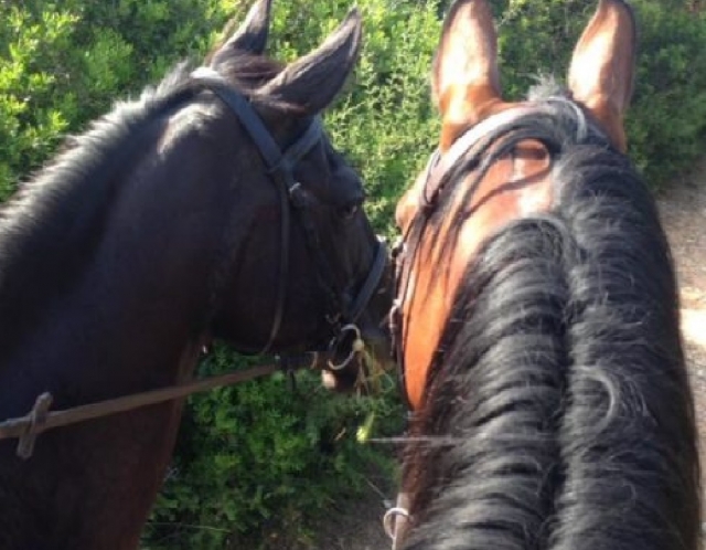  Cavalos prontos para o batismo 