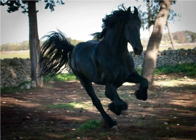 paseos a caballo negro en Oria 