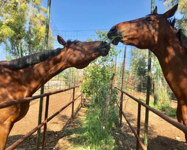  caballos de nuestra escuela de equitación en la provincia de Brindisi 