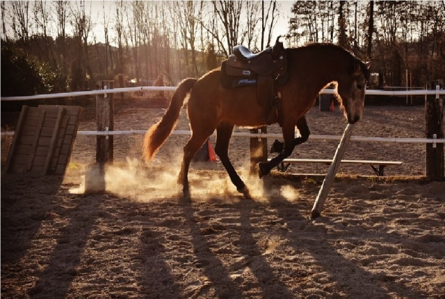 cavallo del nostro maneggio di dovognano