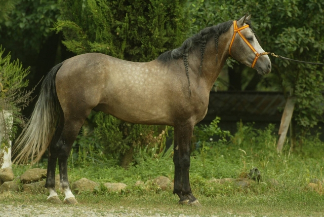  cheval 