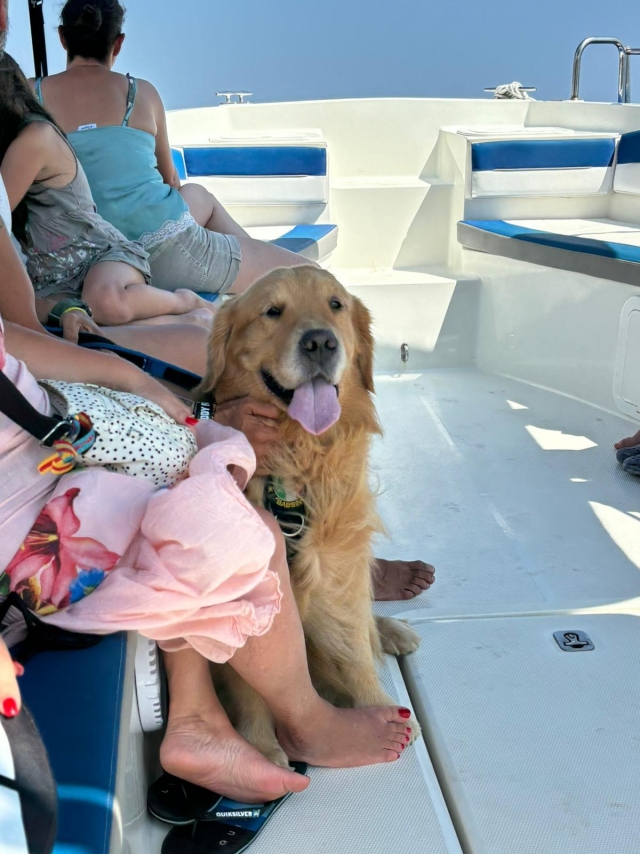  与四足朋友一起登上船上 