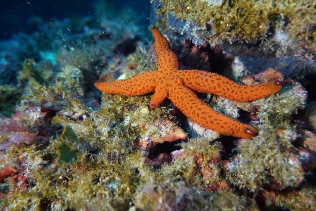  Seesterntauchen