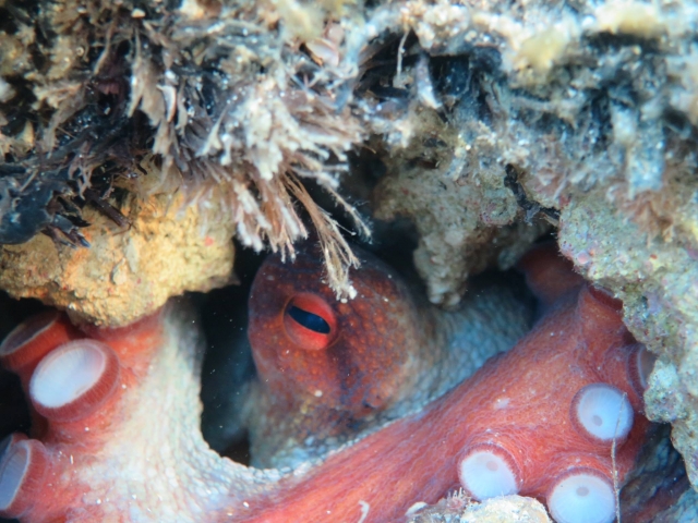  marine inhabitants of Trapani 