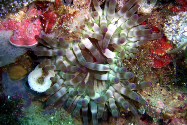 marine fauna 